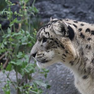 Snow leopard
