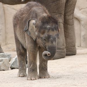 Asian elephant