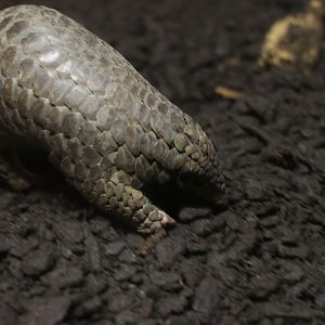 Chinese pangolin