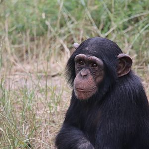 Chimpanzee