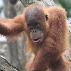 Sumatran orangutan