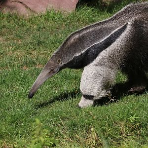 Giant anteater