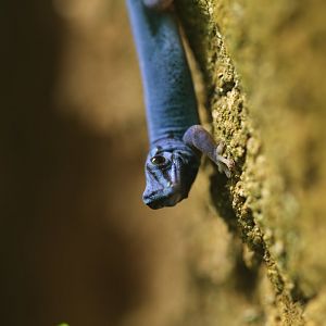 William's dwarf gecko