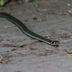 Grass snake