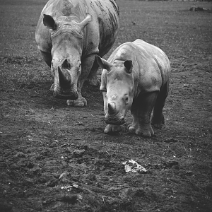 white rhinos