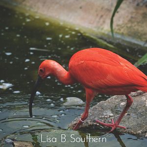 scarlet ibis