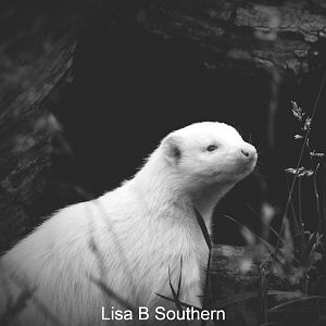 albino skunk