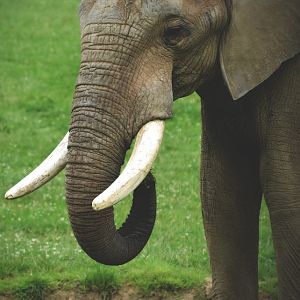 african elephant