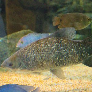 Aciar ( Distichodus engycephalus ? )