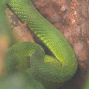Trimeresurus macrops