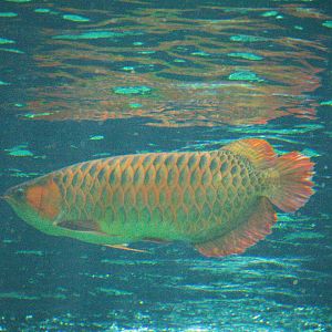 Asian Arowana, Sungai Kapuas variation
