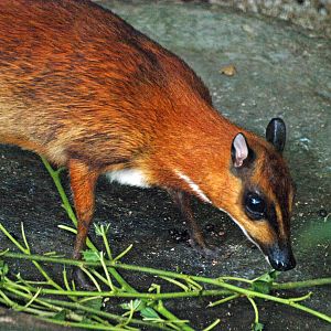 Greater Mouse Deer