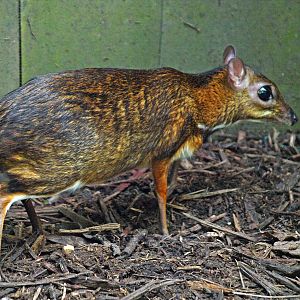 Lesser Mouse Deer