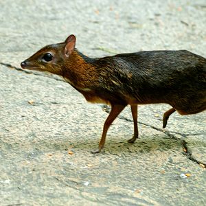 Lesser Mouse deer
