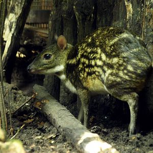 Yellow-striped Chevrotain