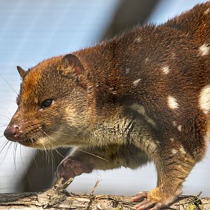 Spotted Tiger Quoll (male) / Hamerton / 6-7-20