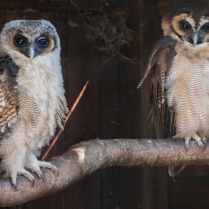 Brown Wood Owl chick and Parent / Hamerton /06-7-20