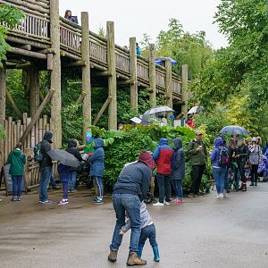 Realm of the Red Ape Queue - 07/07/2020