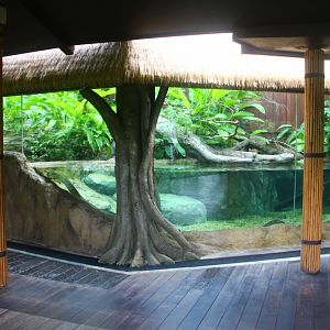 Wild Amazonia - Green Anaconda exhibit