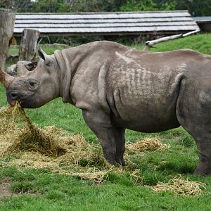 Black rhinoceros - 08/07/20