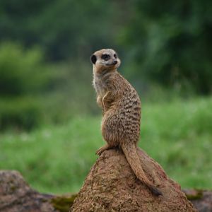 Meerkat - 08/07/20