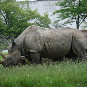 Black rhinoceros - 08/07/20