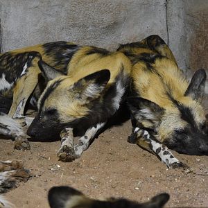 African painted dogs - 08/07/20