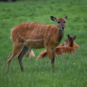 Sitatunga - 08/07/20