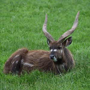 Sitatunga - 08/07/20