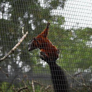 Prevost's squirrel - 08/07/20