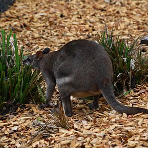 Dusky pademelon - 08/07/20