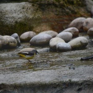ID? Bird in the tiger enclosure.