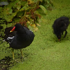 Moorhens - 08/07/20