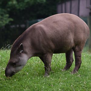 Lowland tapir - 08/07/20