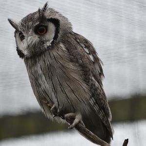 Northern white-faced owl - 08/07/20