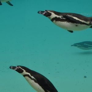 Humboldt penguins - 08/07/20