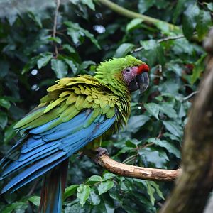 Great green macaw - 08/07/20