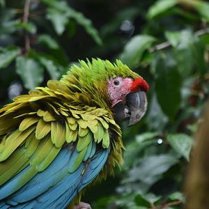 Great green macaw - 08/07/20