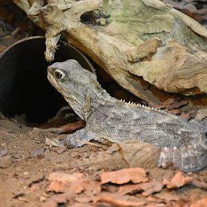 Tuatara - 08/07/20