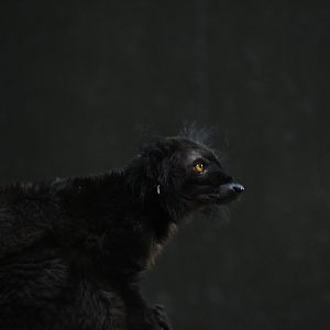 Black lemur - 08/07/20