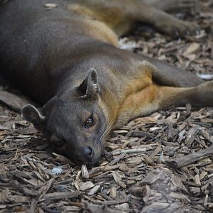 Fossa - 08/07/20
