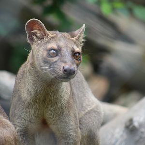 Fossa