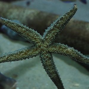 Spiny starfish (Marthasterias glacialis), 2020-05-24