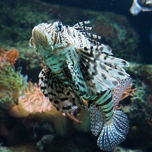 Red lionfish (Pterois volitans), 2020-05-24