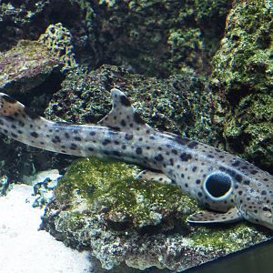 Epaulette shark (Hemiscyllium ocellatum), 2020-05-24