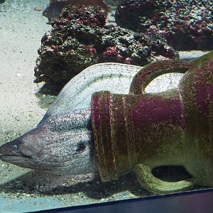 Mediterranean moray (Muraena helena) in amphora, 2020-05-24
