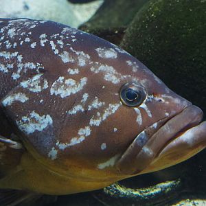 Dusky grouper (Epinephelus marginatus), 2020-05-24