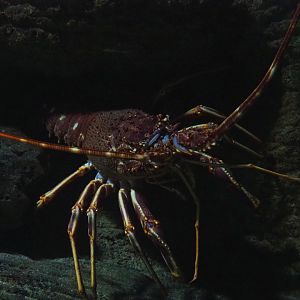 Mediterranean spiny lobster (Palinurus elephas), 2020-05-24