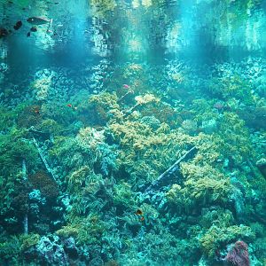 View of part of the living reef, 2020-05-24