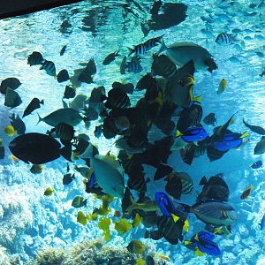 Reef fish feeding, 2020-05-24